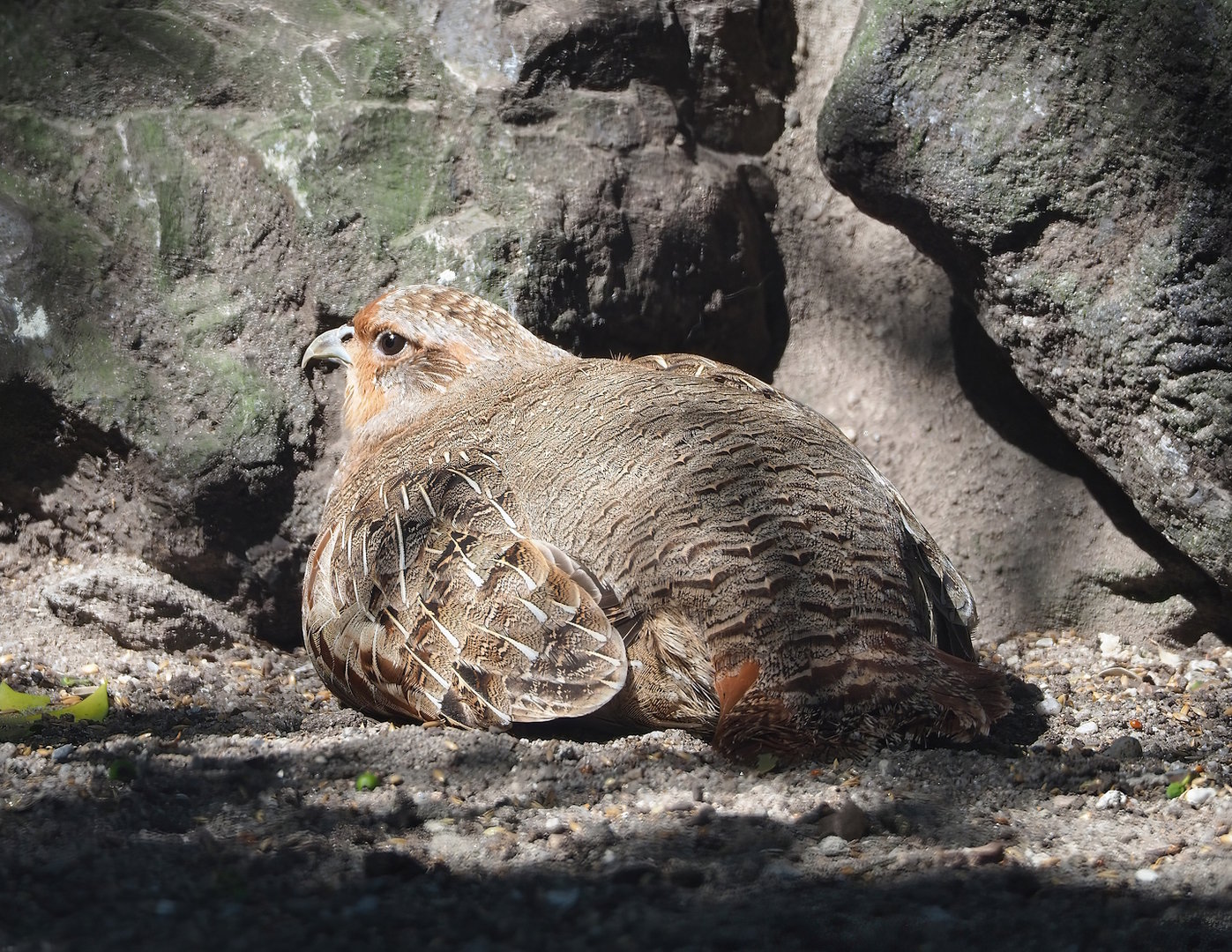 Grey partridge (Perdix perdix), 2023-05-31