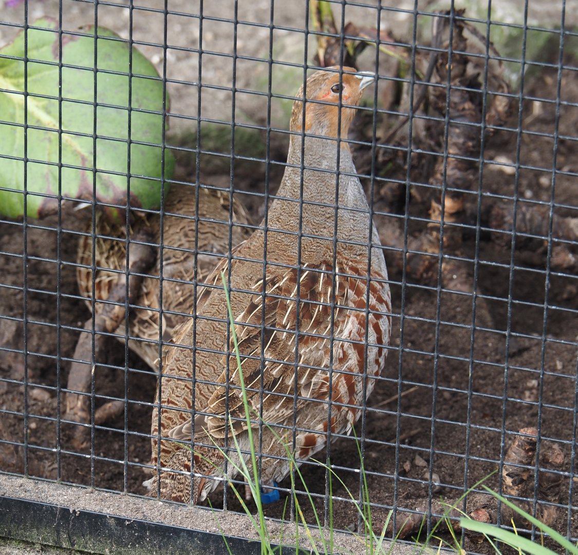 Grey partridge (Perdix perdix), 2024-04-14