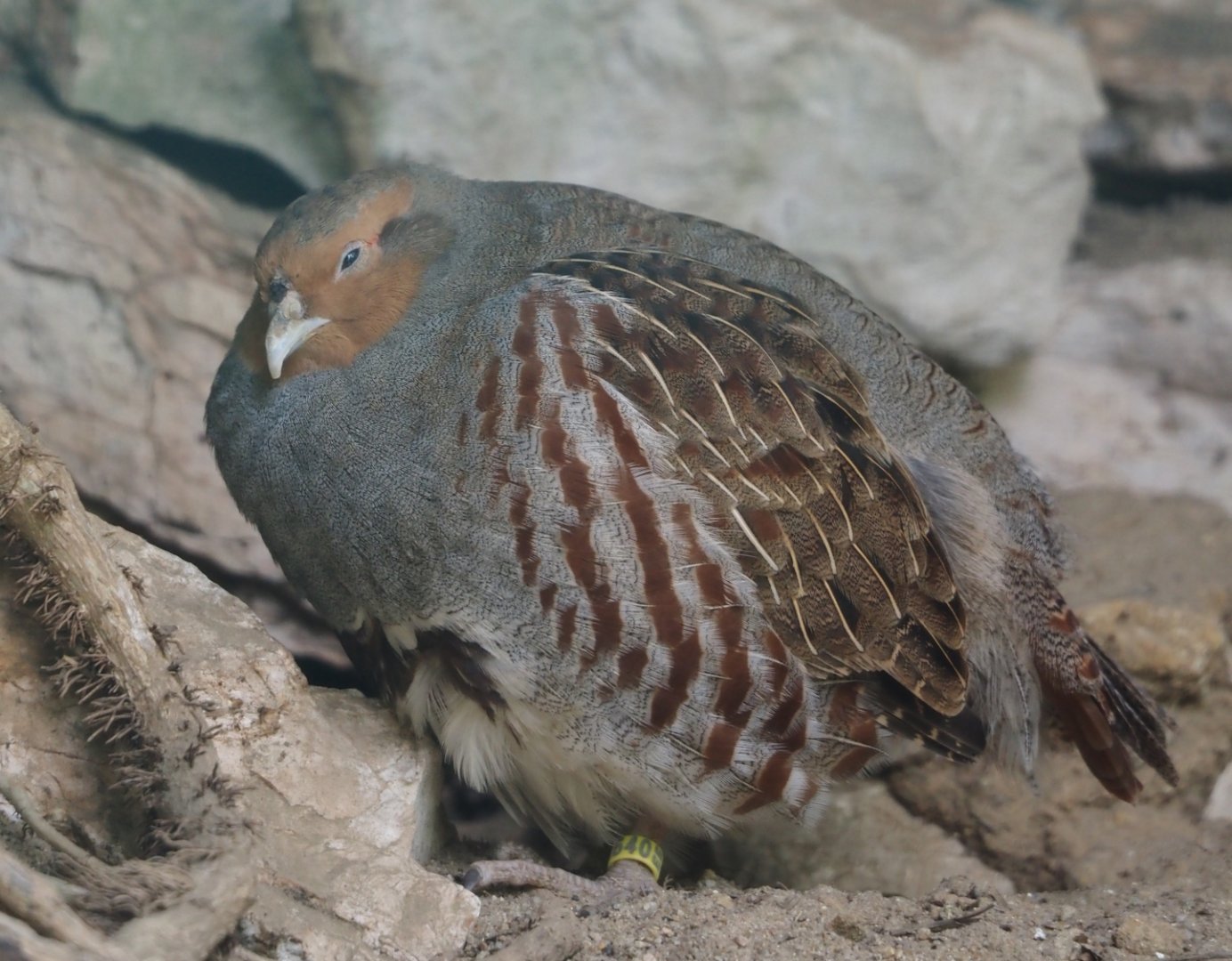Grey partridge (Perdix perdix), 2024-05-21