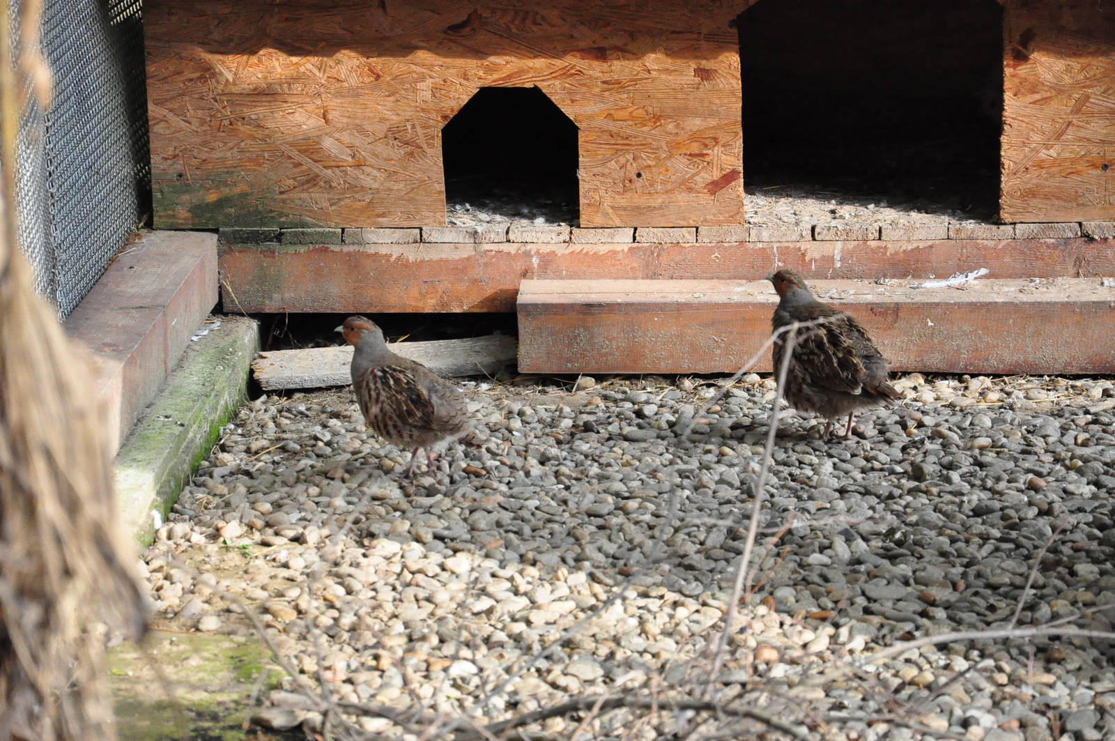 Grey partridge/ Perdix perdix