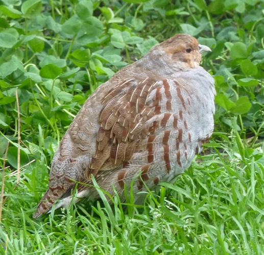 Grey partridge (Perdix perdix)