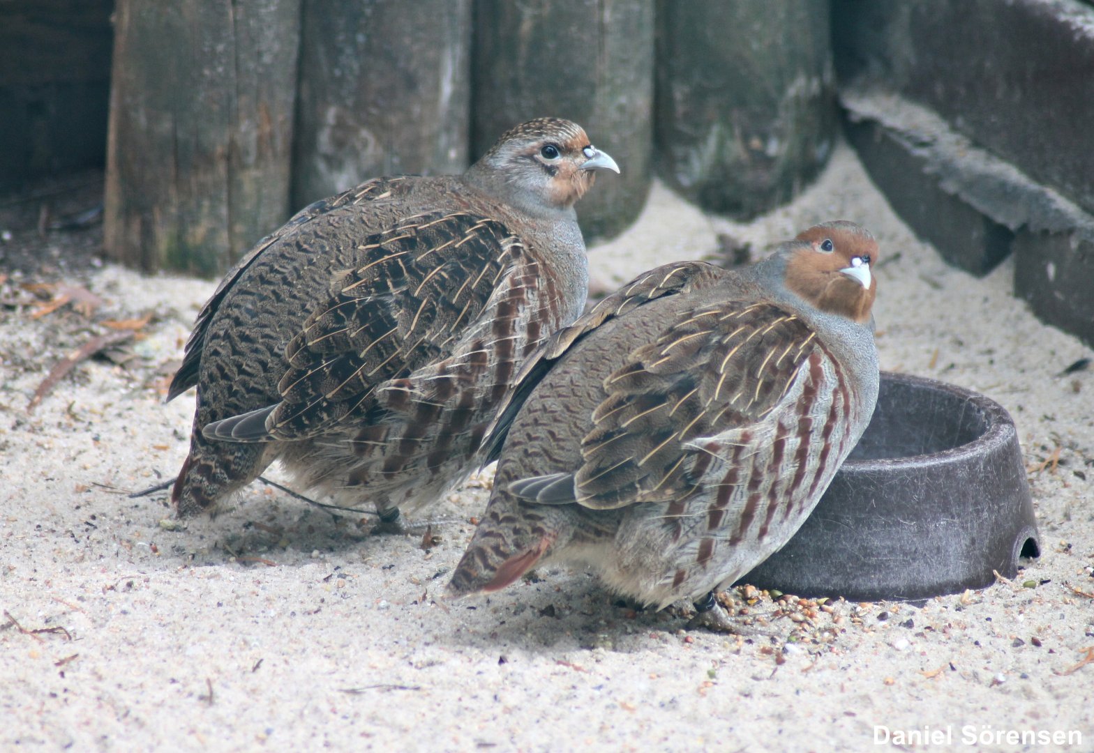 Grey partridge (Perdix perdix)
