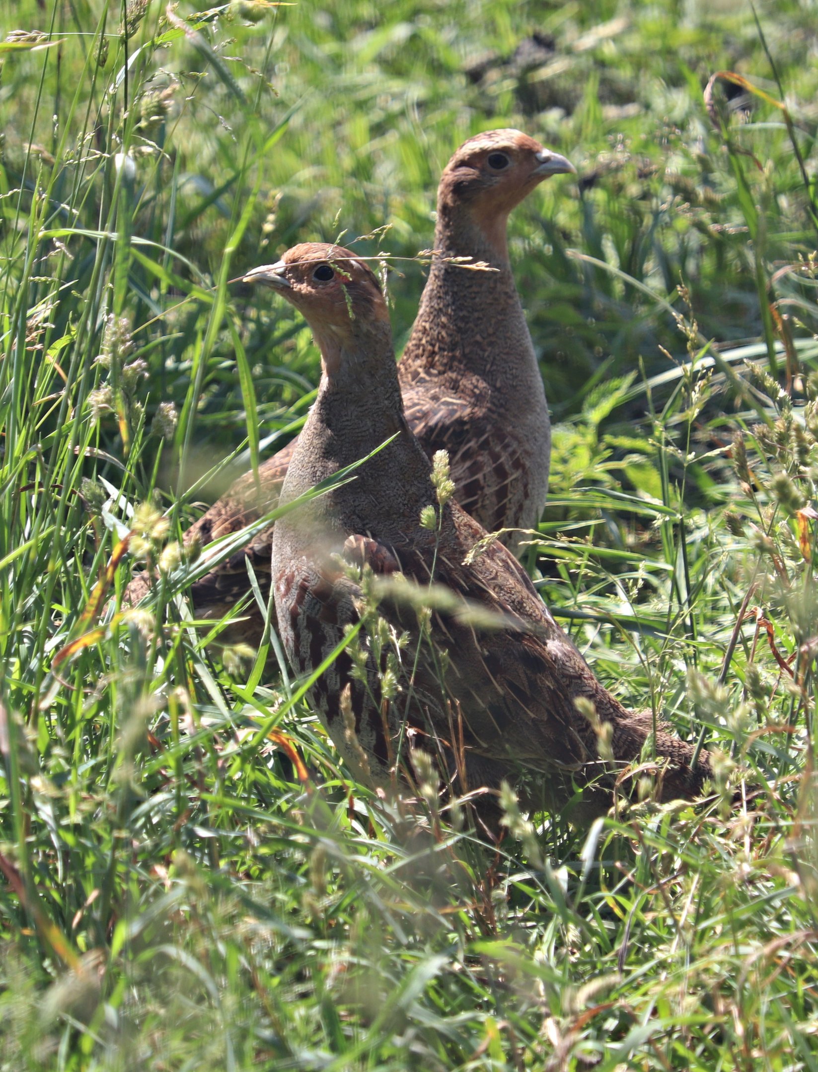 Grey partridge (Perdix perdix)