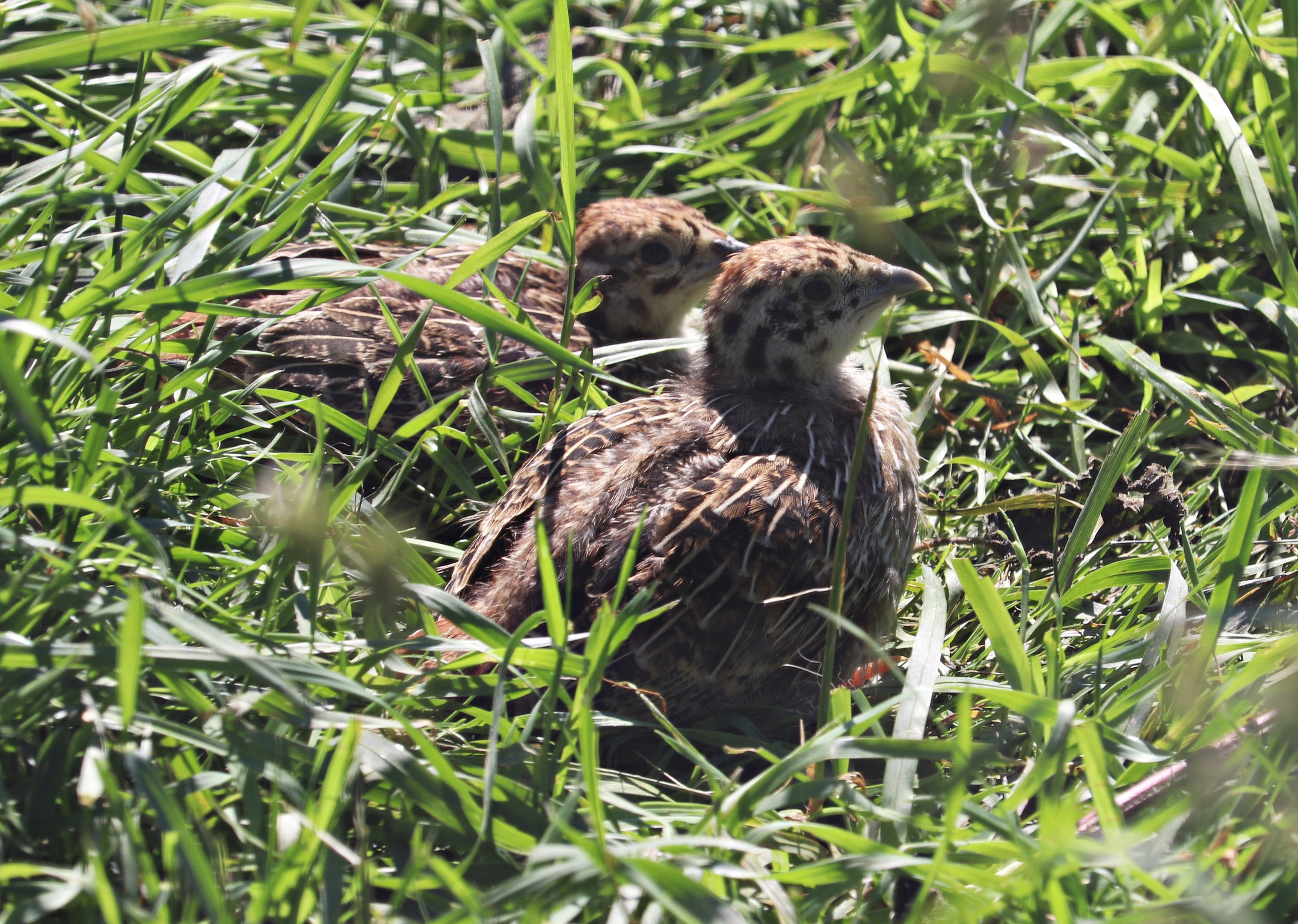 Grey partridge (Perdix perdix)
