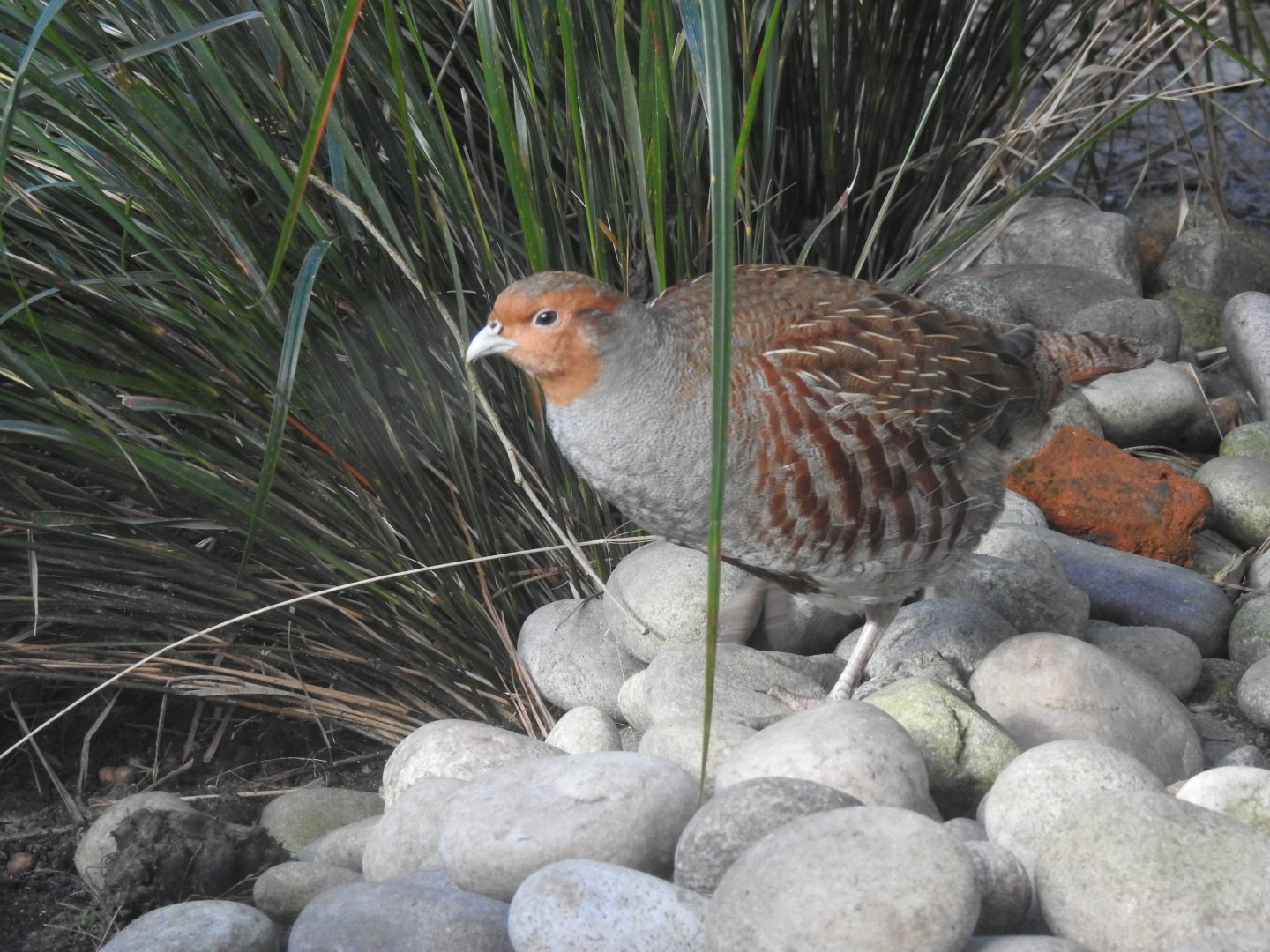 Grey Partridge (Perdix perdix)