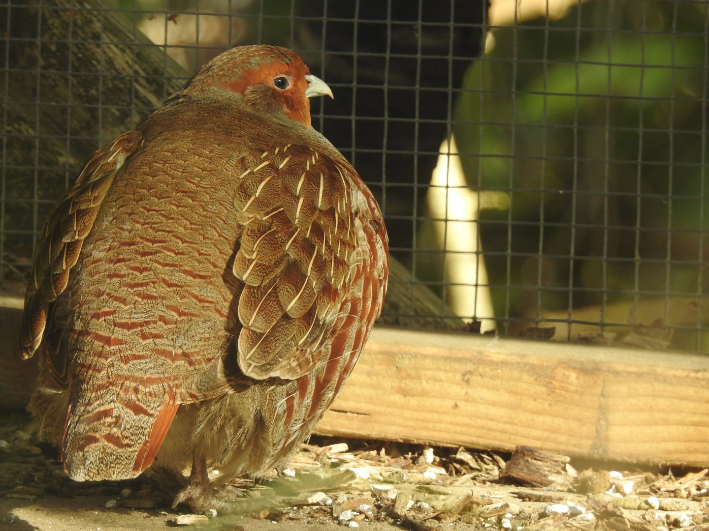Grey Partridge (Perdix perdix)