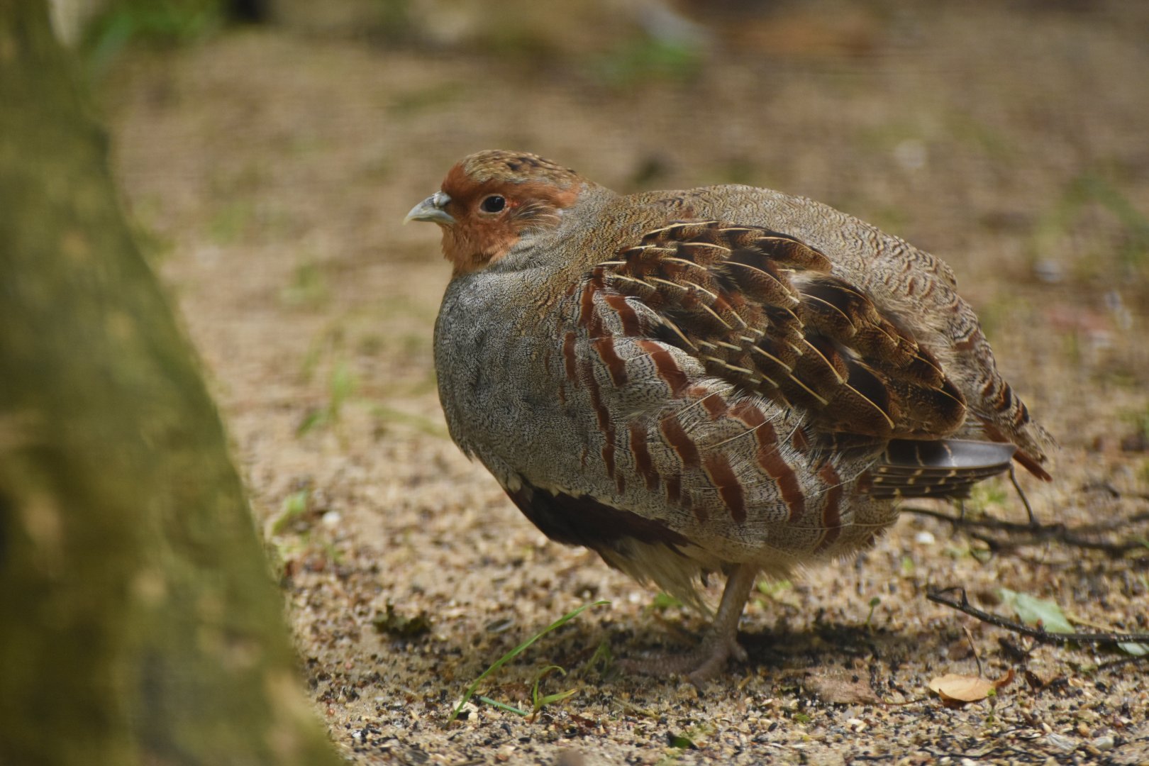 Grey Partridge Perdix perdix