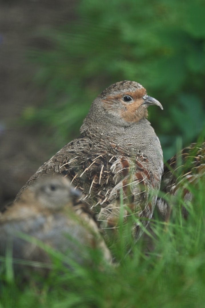 Grey Partridge Perdix perdix