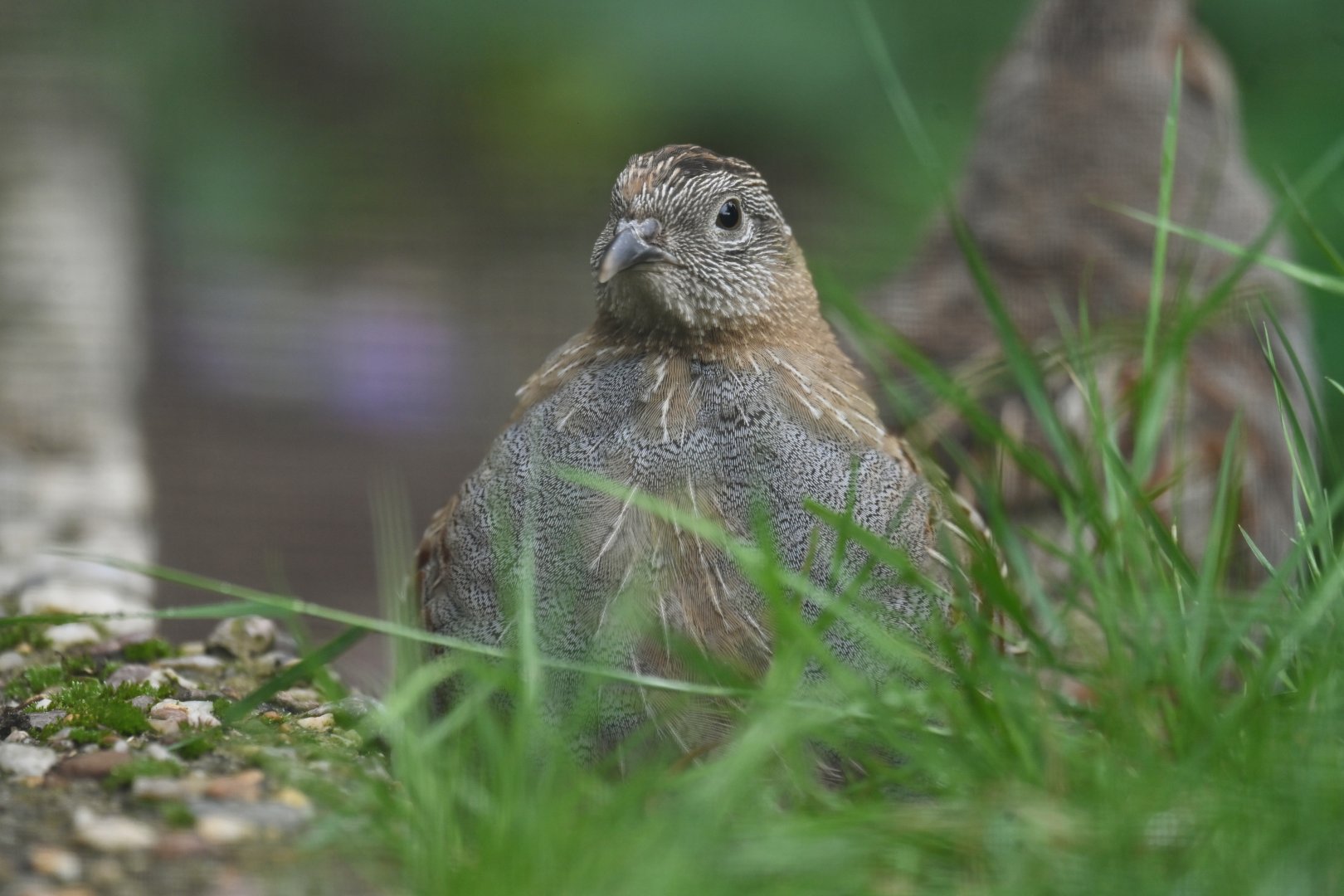 Grey Partridge Perdix perdix