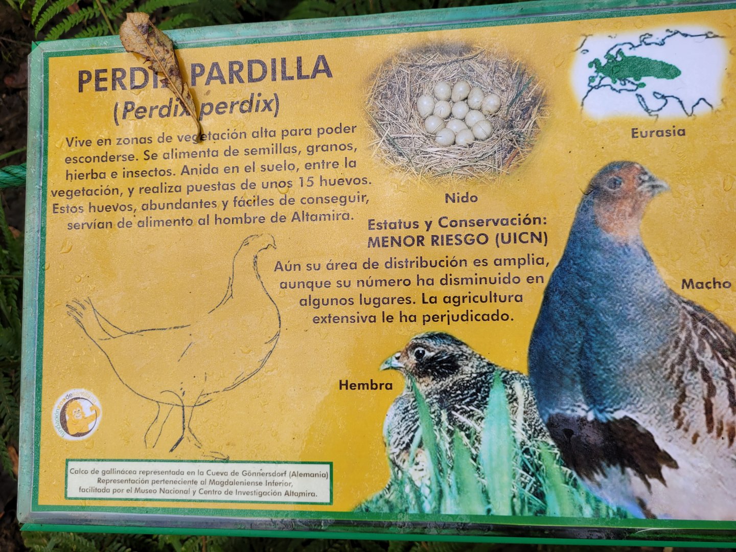 Grey partridge sign -Zoo de Santillana del Mar (2023)