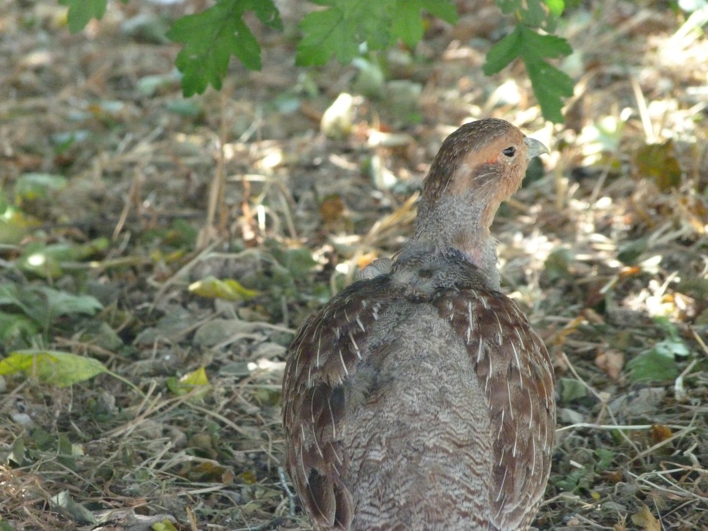 Grey partridge -Zoodyssée (2025)