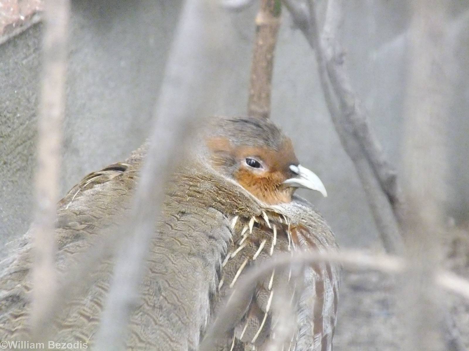 Grey Partridge