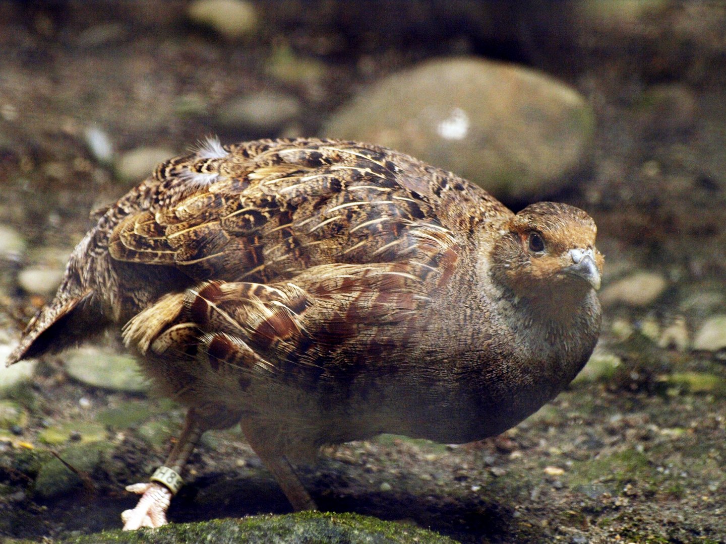 Grey partridge