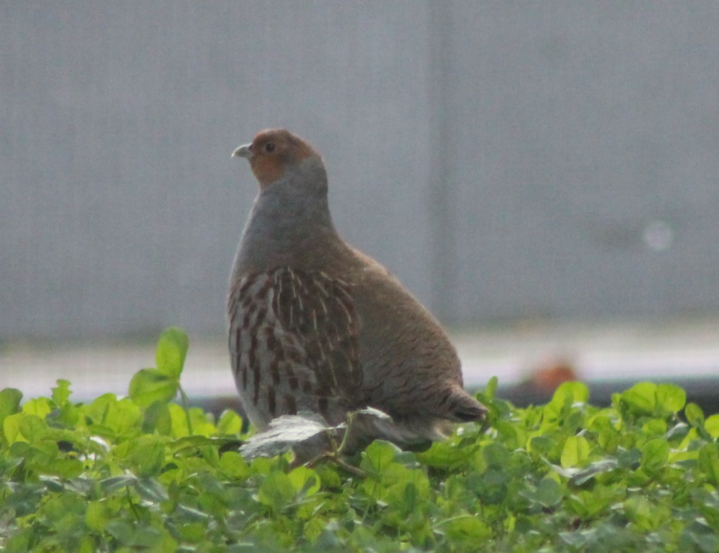 Grey partridge