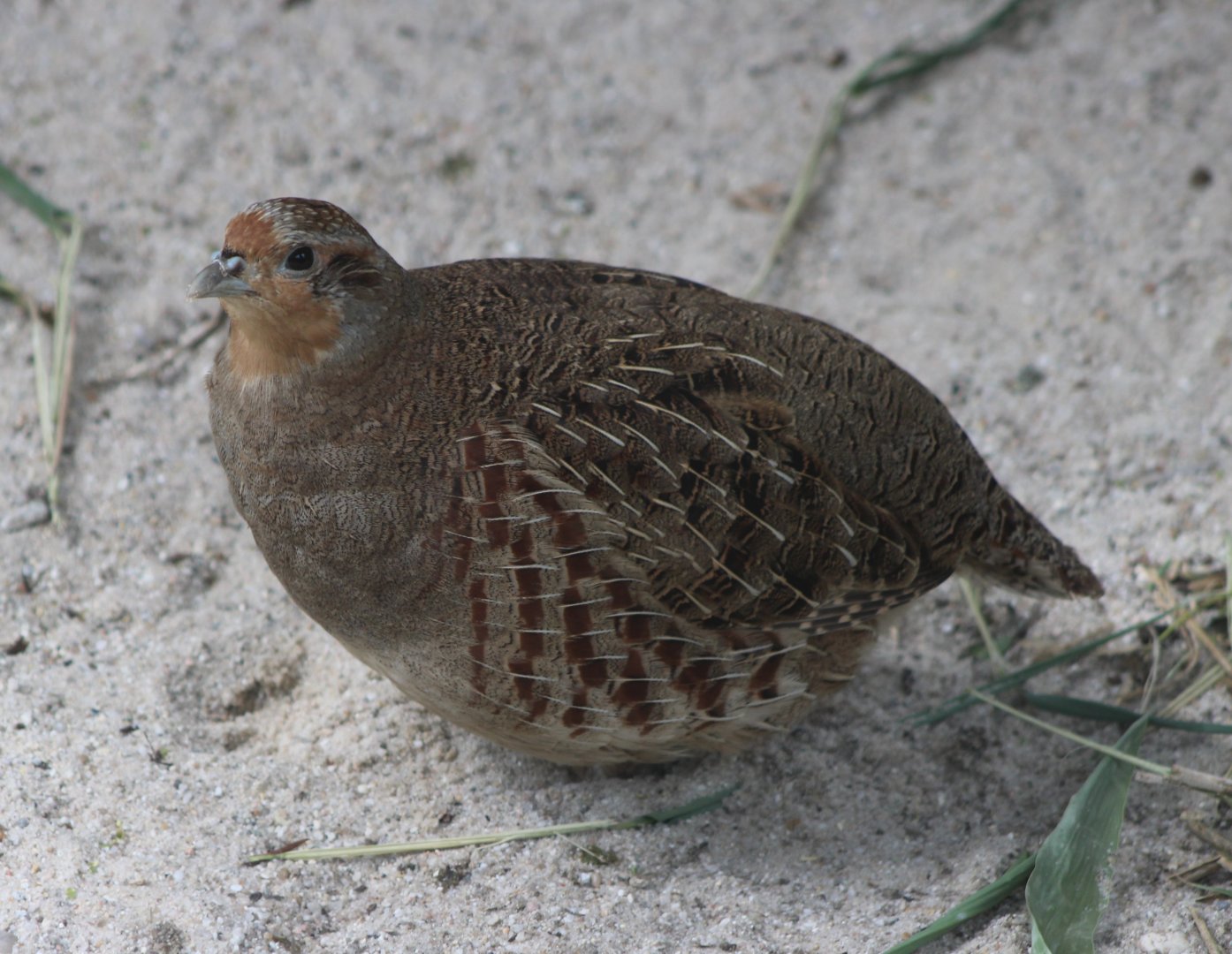 Grey partridge