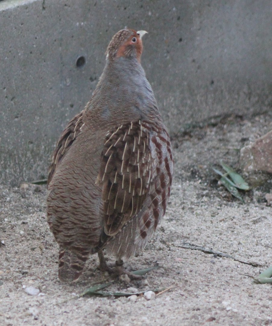 Grey partridge