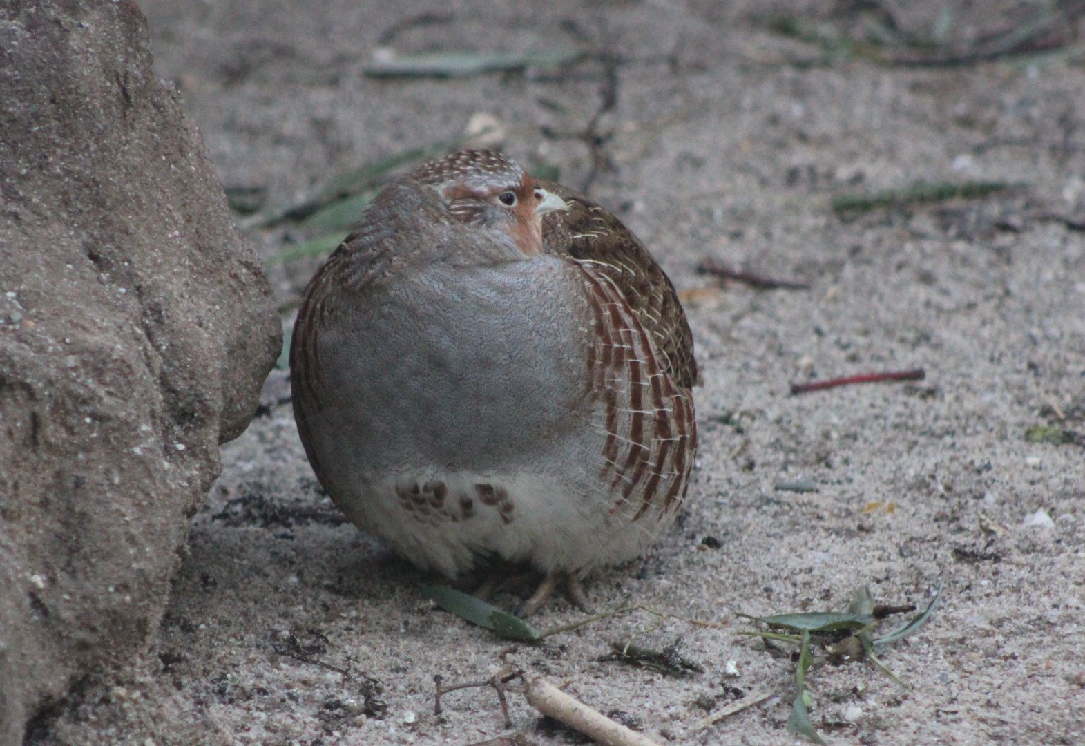 Grey partridge