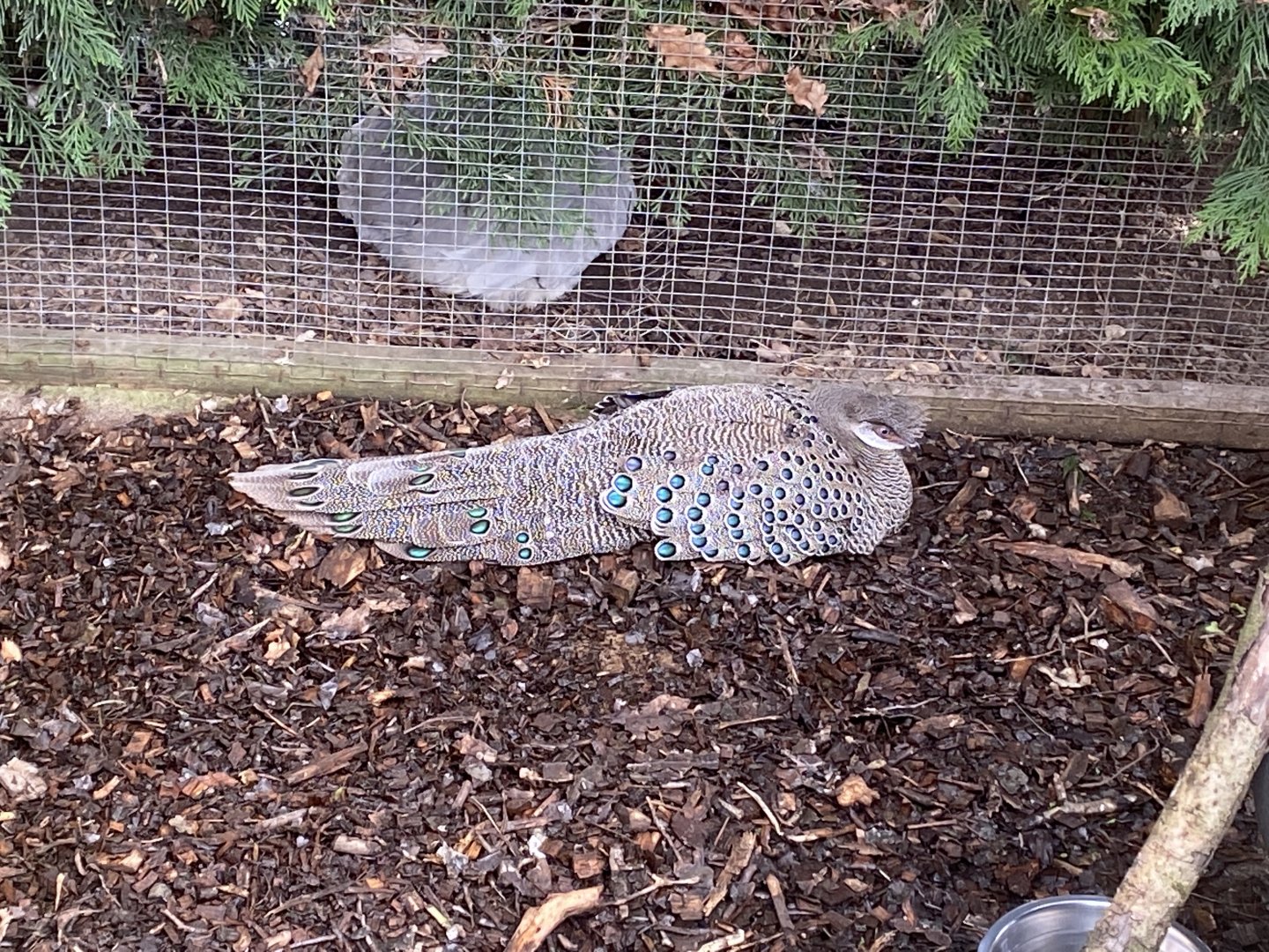Grey peacock-pheasant 250222