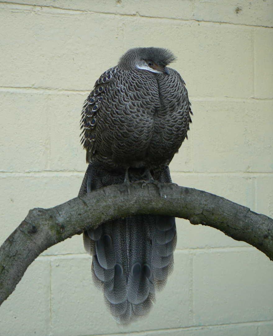 Grey Peacock-pheasant  - 7 January 2018
