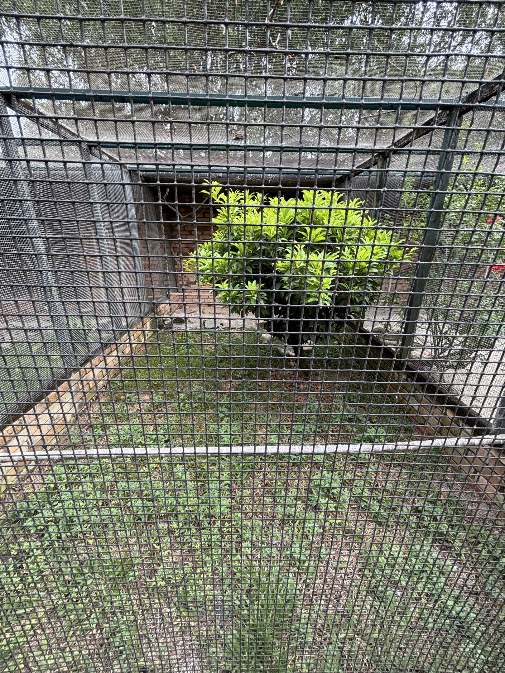 Grey Peacock Pheasant Aviary