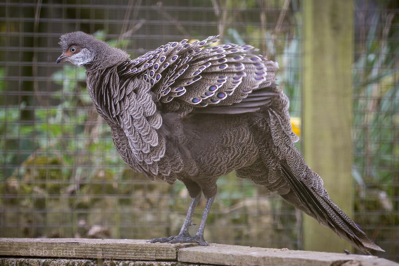 Grey peacock-pheasant : Birdland : 19 Apr 2015