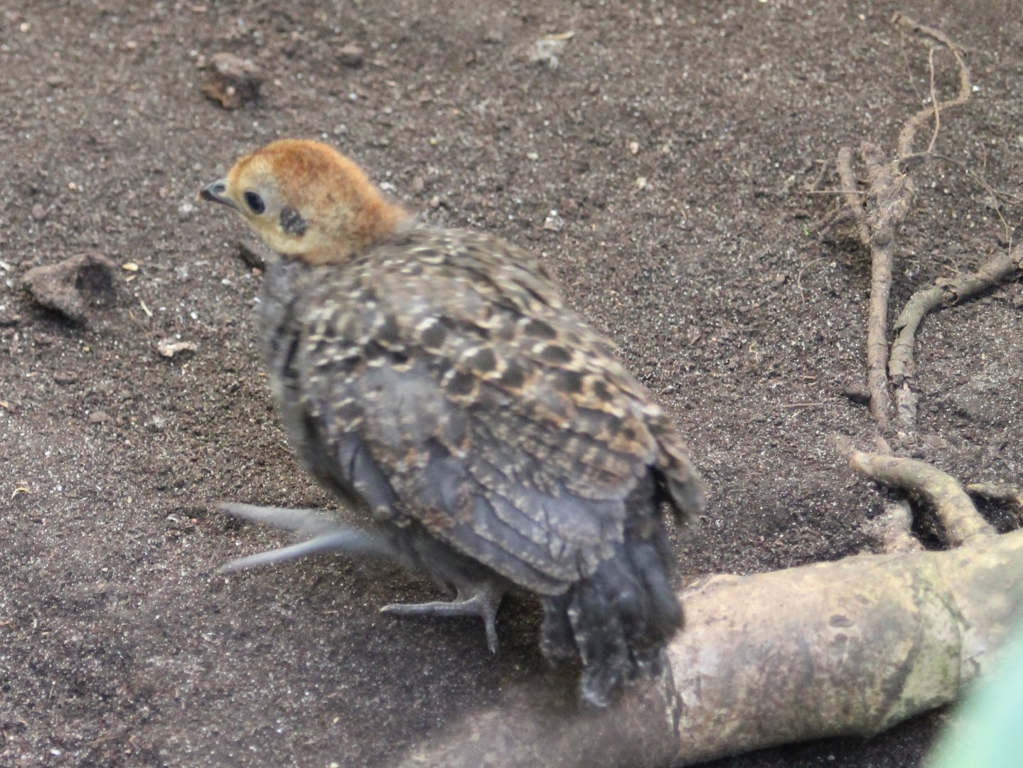Grey peacock-pheasant - chick