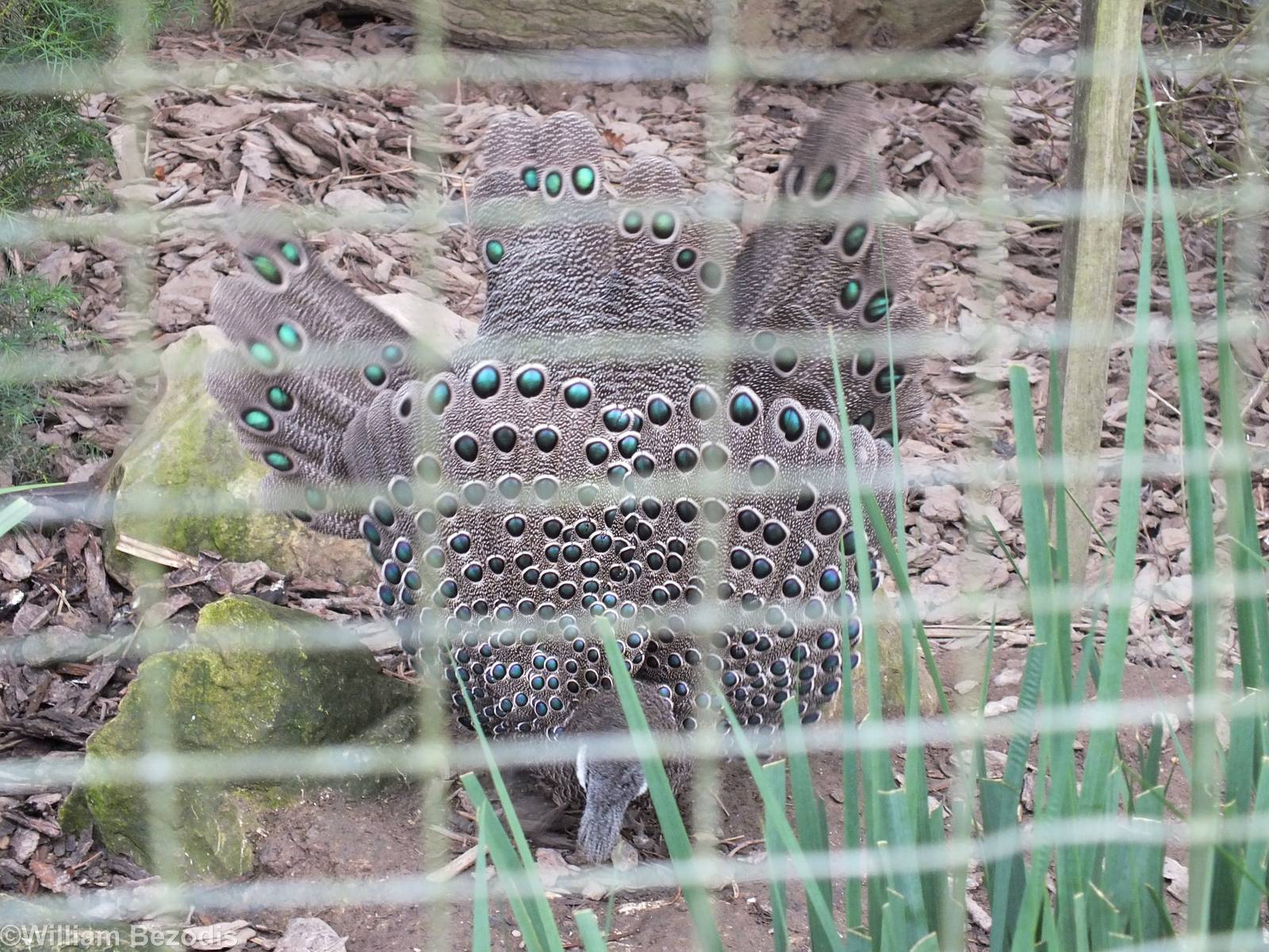 Grey Peacock-pheasant Displaying