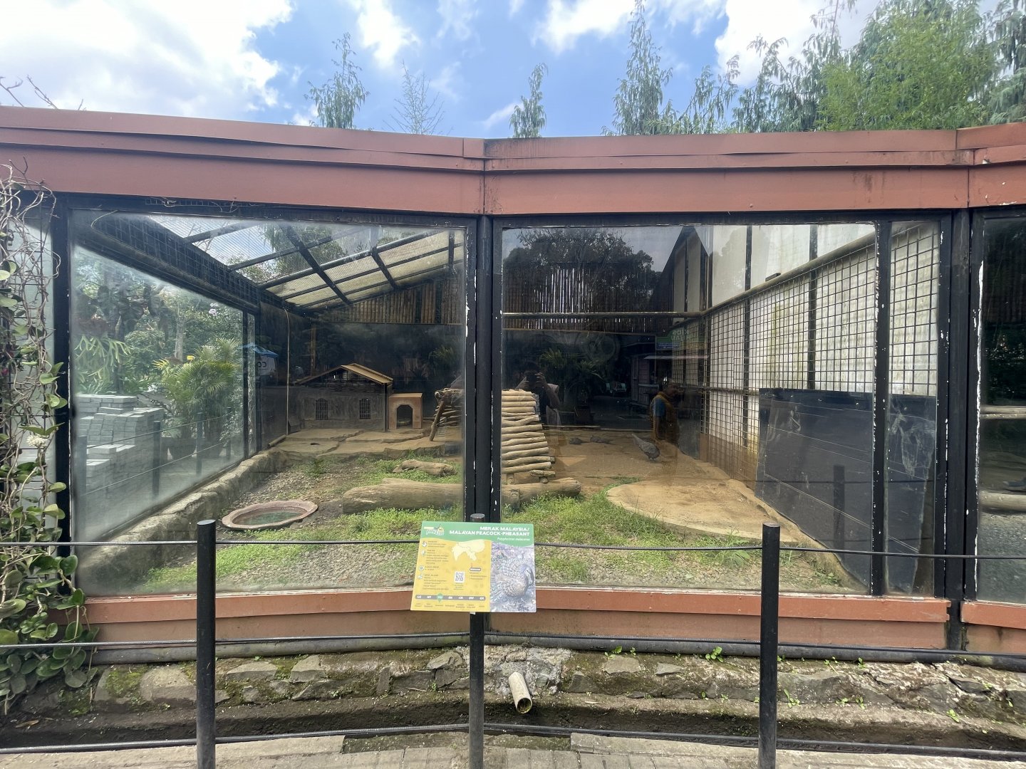 grey peacock-pheasant exhibit
