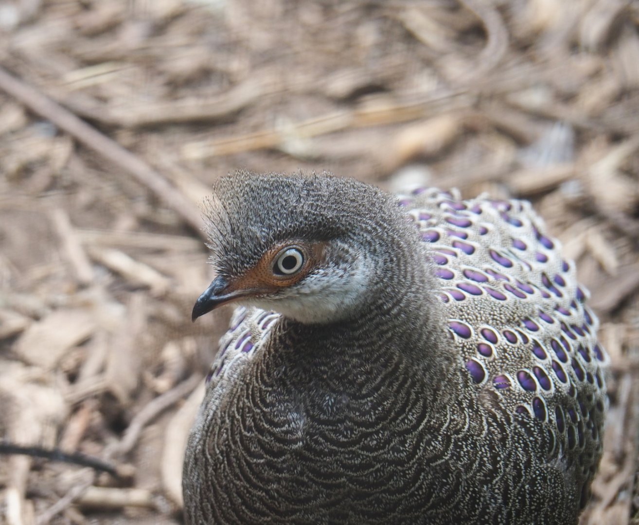 Grey peacock pheasant (Polyplectron bicalcaratum), 2019-05-25