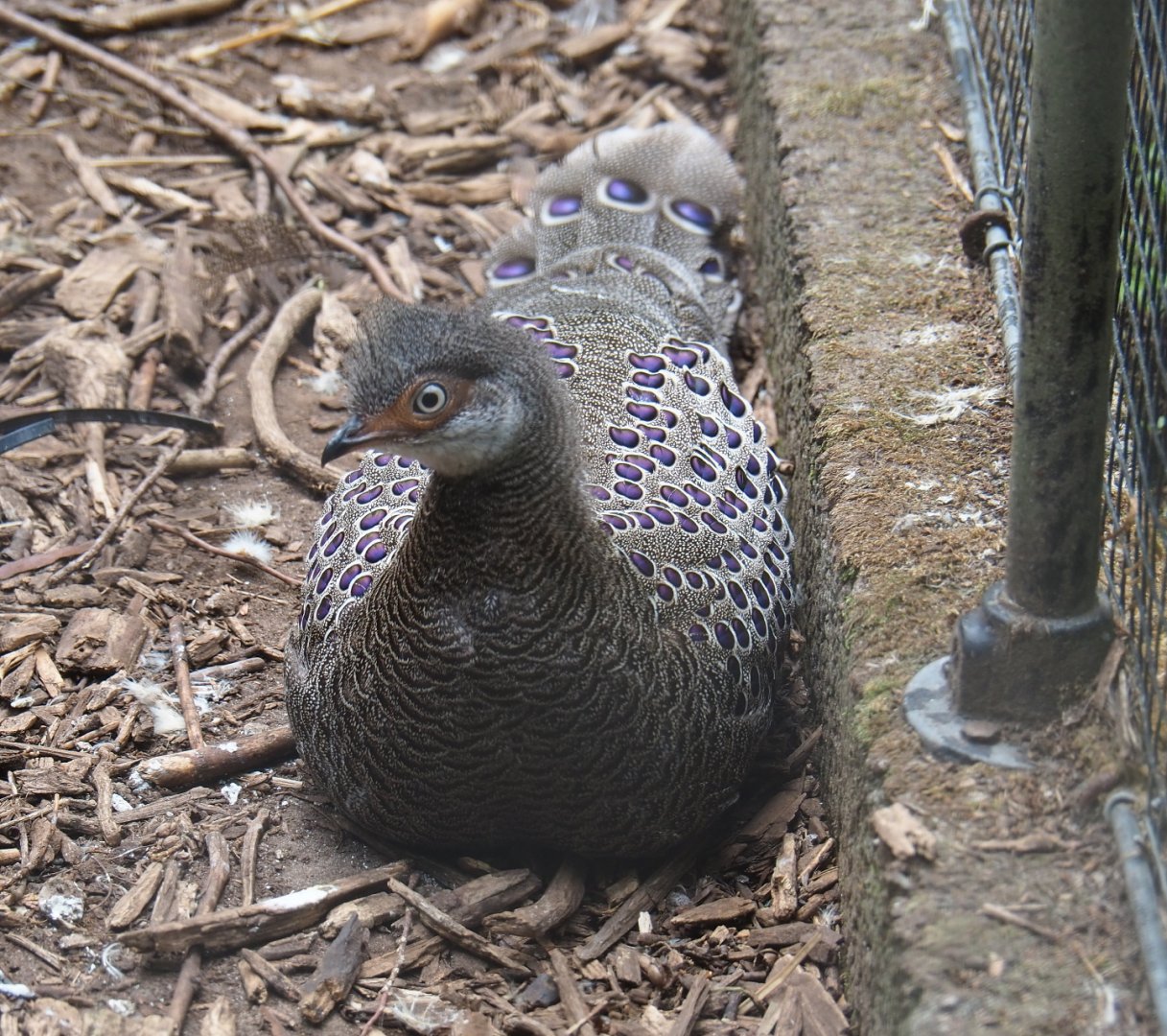 Grey peacock pheasant (Polyplectron bicalcaratum), 2019-05-25