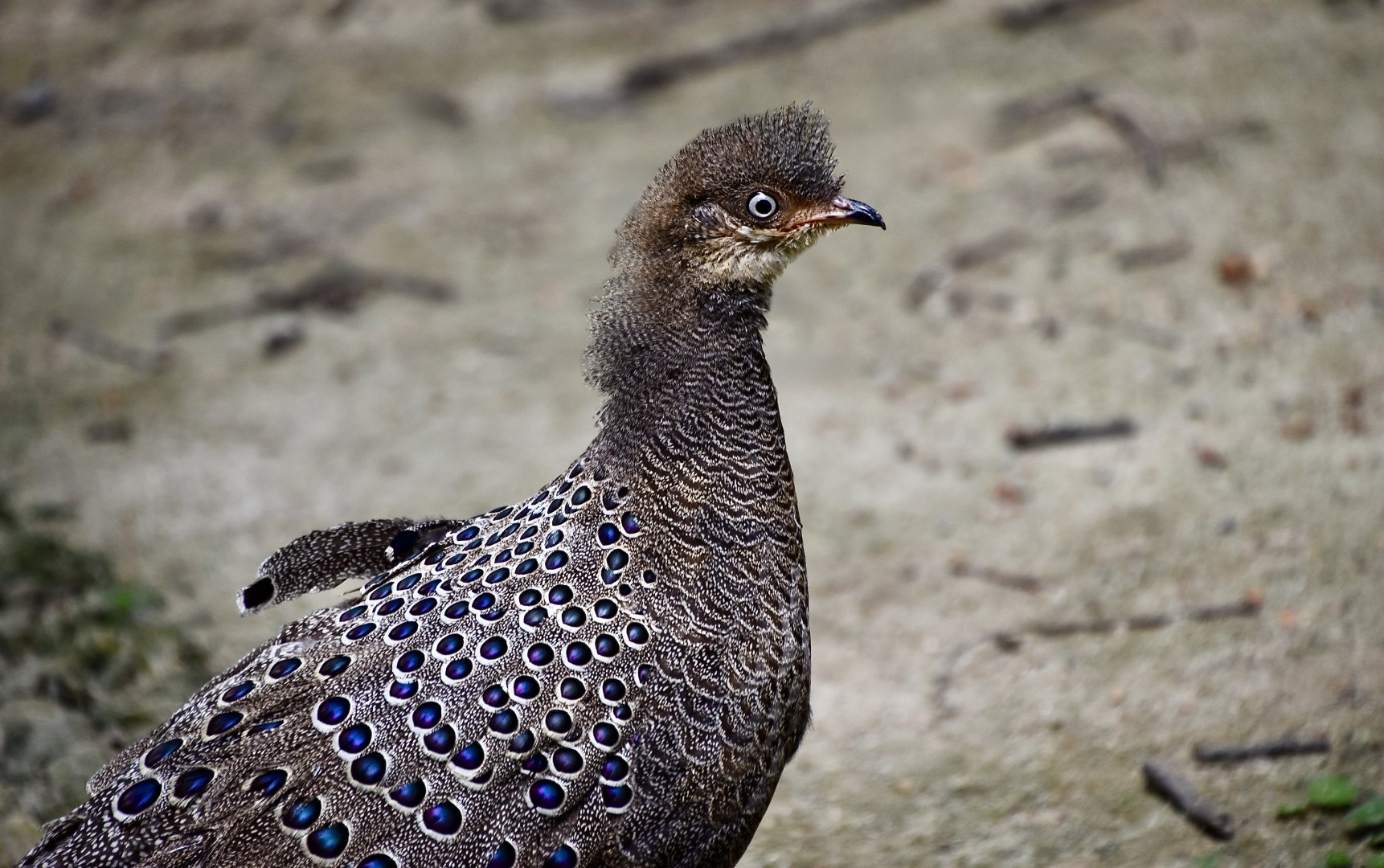 Grey Peacock-Pheasant (Polyplectron bicalcaratum) male