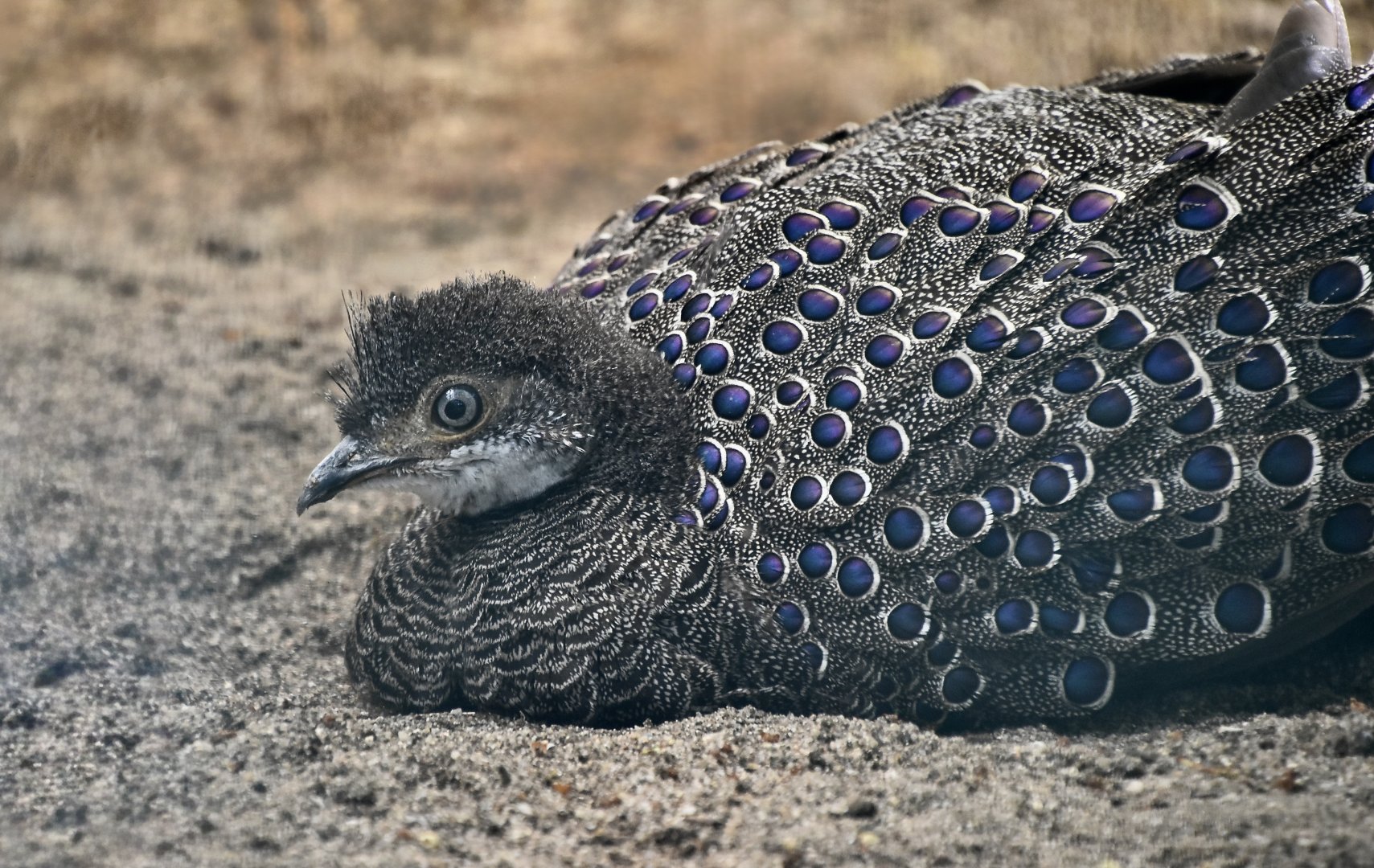 Grey Peacock-Pheasant (Polyplectron bicalcaratum) male