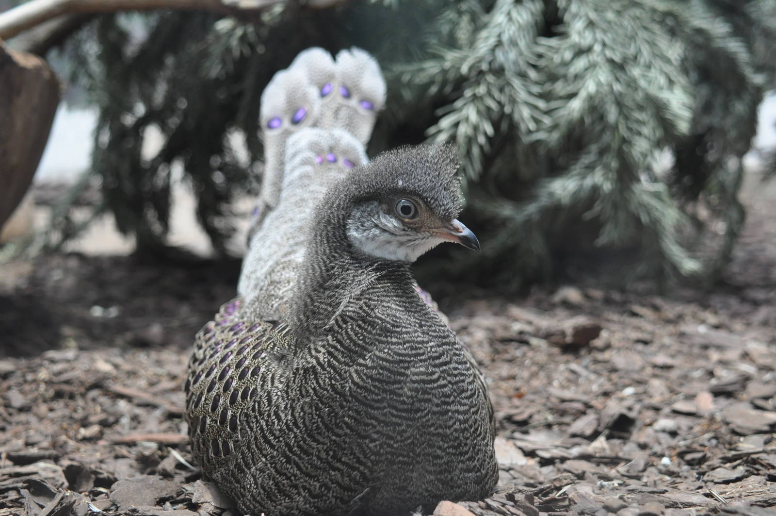 Grey peacock pheasant/ Polyplectron bicalcaratum