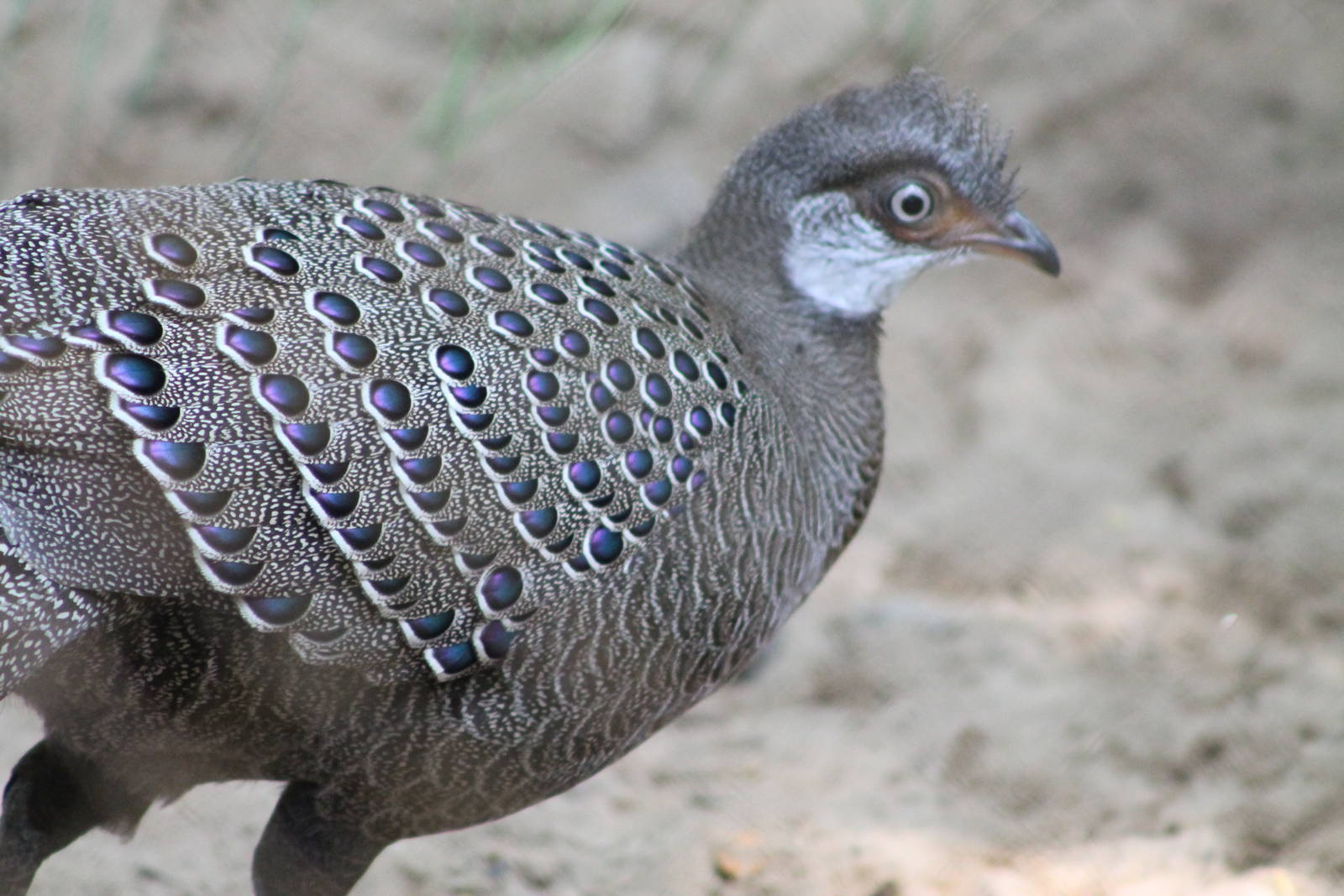 Grey Peacock-Pheasant (Polyplectron bicalcaratum)
