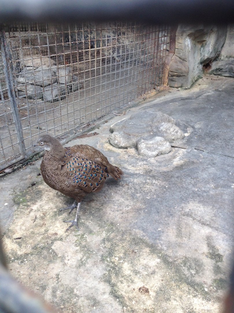 Grey Peacock-pheasant (Polyplectron bicalcaratum)
