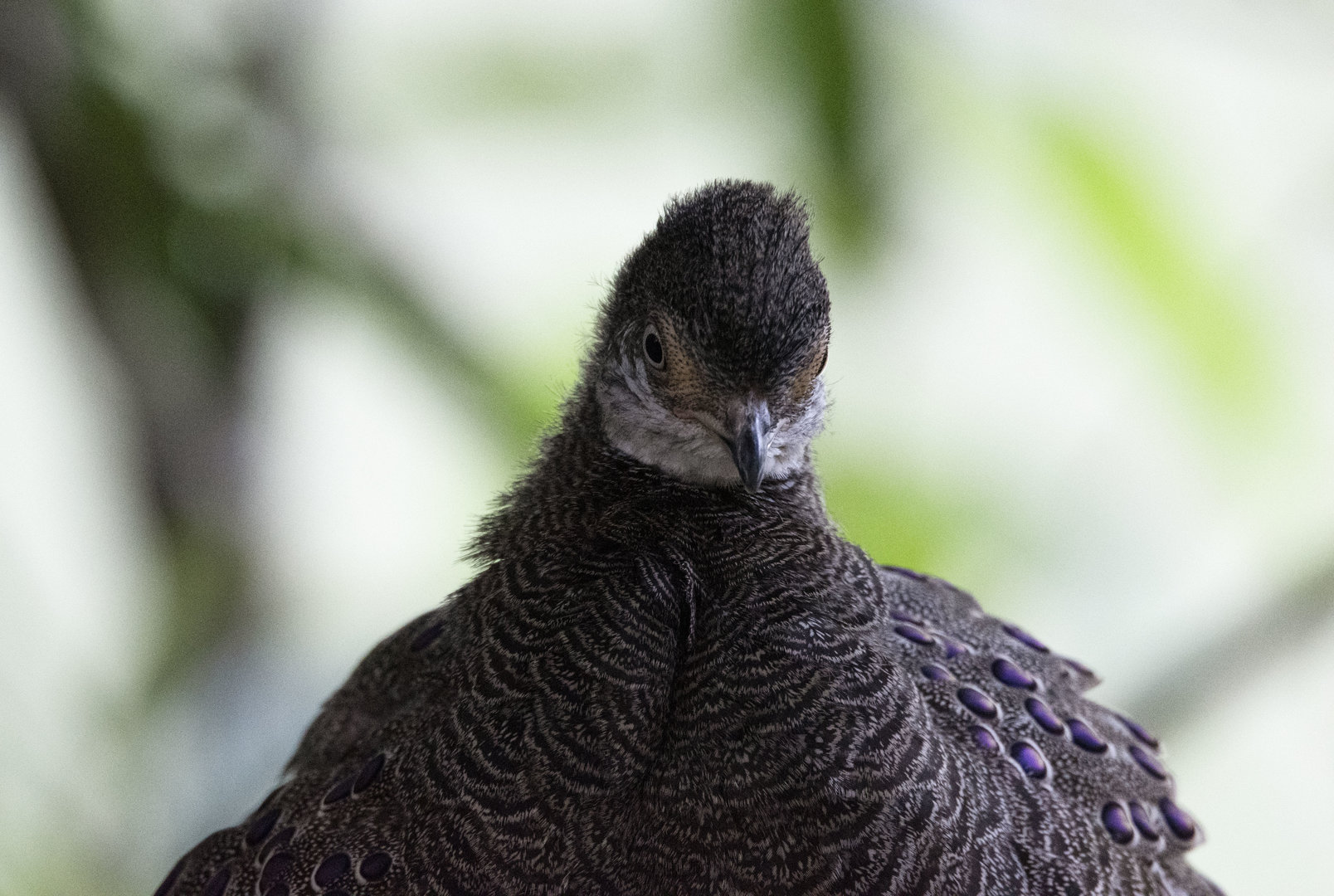 Grey peacock-pheasant (Polyplectron bicalcaratum)