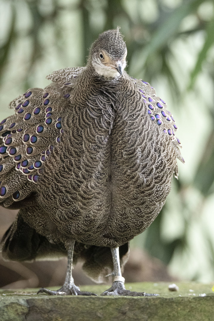 Grey peacock-pheasant (Polyplectron bicalcaratum)