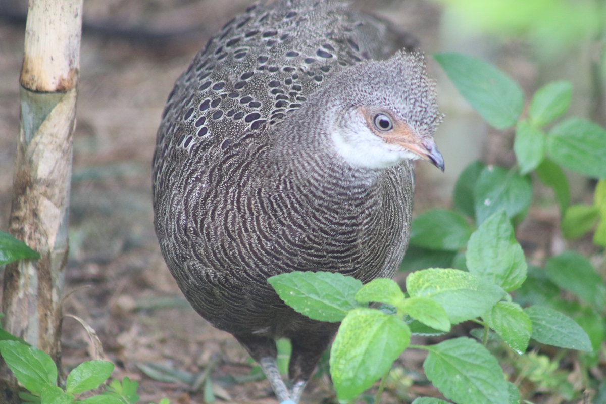 Grey Peacock-pheasant (Polyplectron bicalcaratum)
