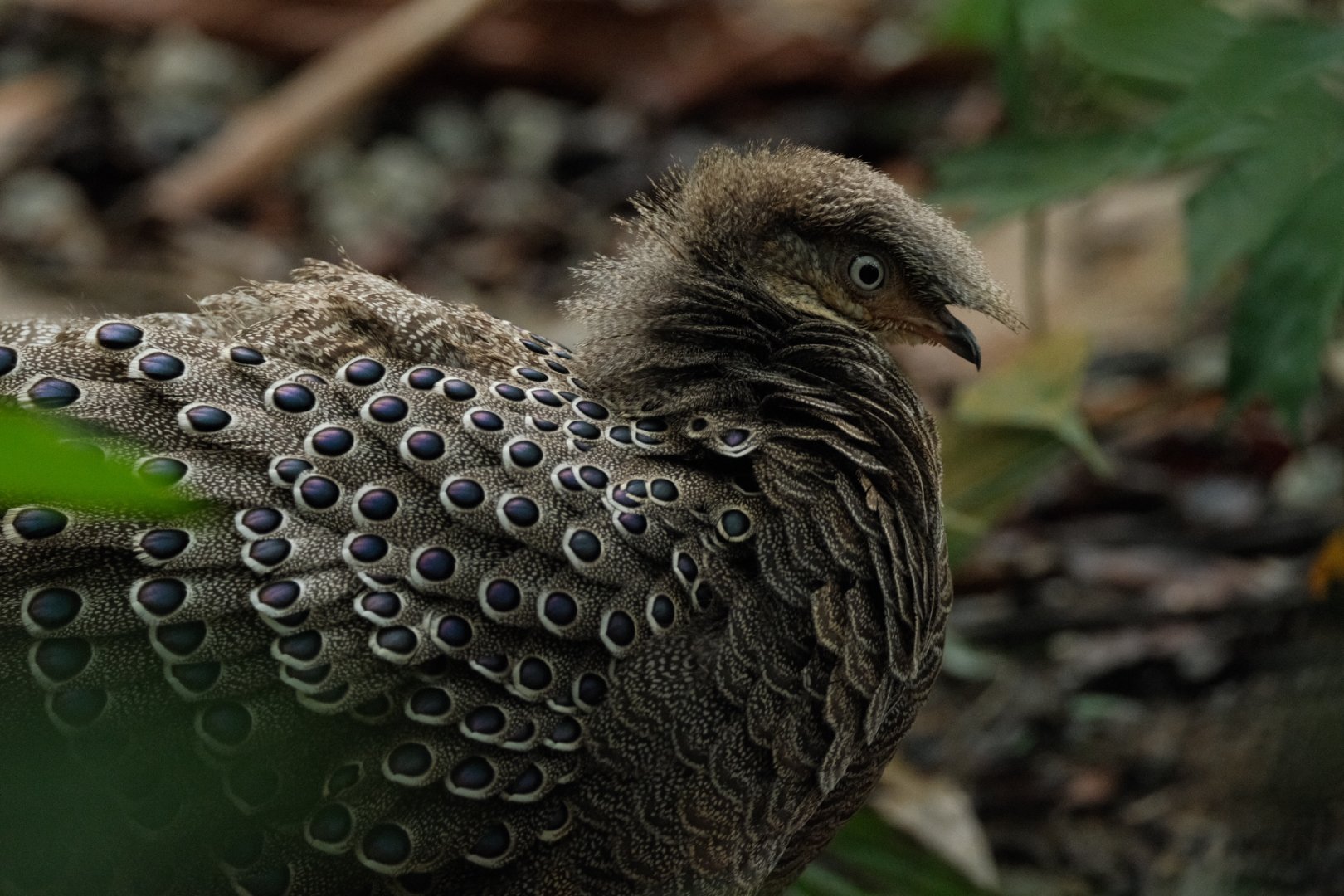 Grey Peacock-pheasant (Polyplectron bicalcaratum)