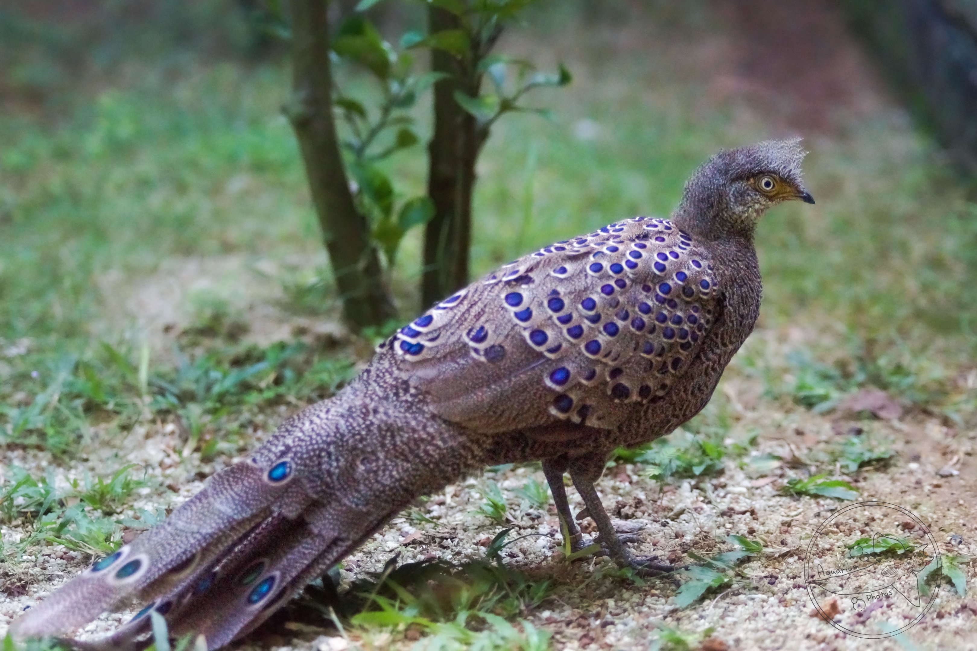 Grey Peacock-pheasant (Polyplectron bicalcaratum)