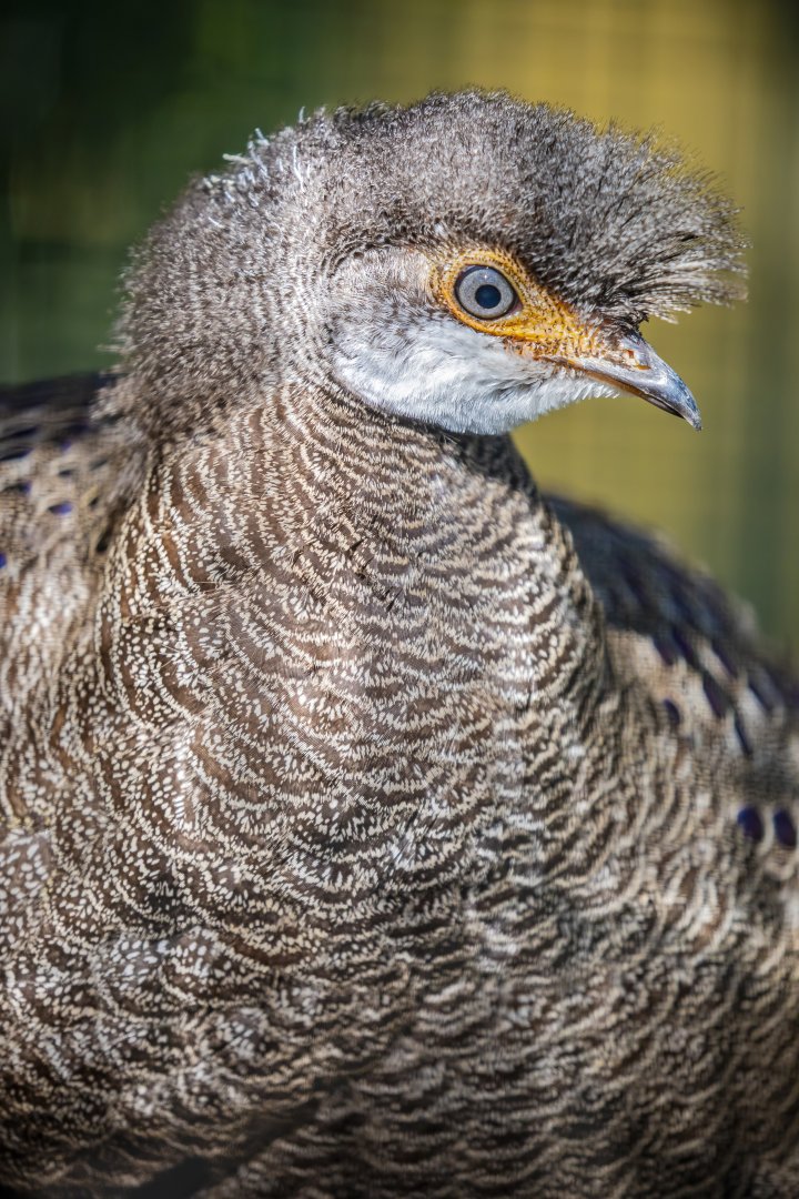 grey peacock-pheasant (Polyplectron bicalcaratum