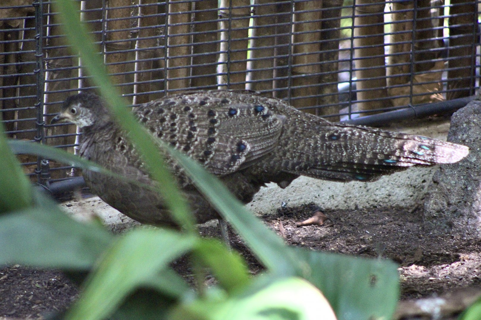 Grey Peacock-Pheasant (Polyplectron bicalcaratum)