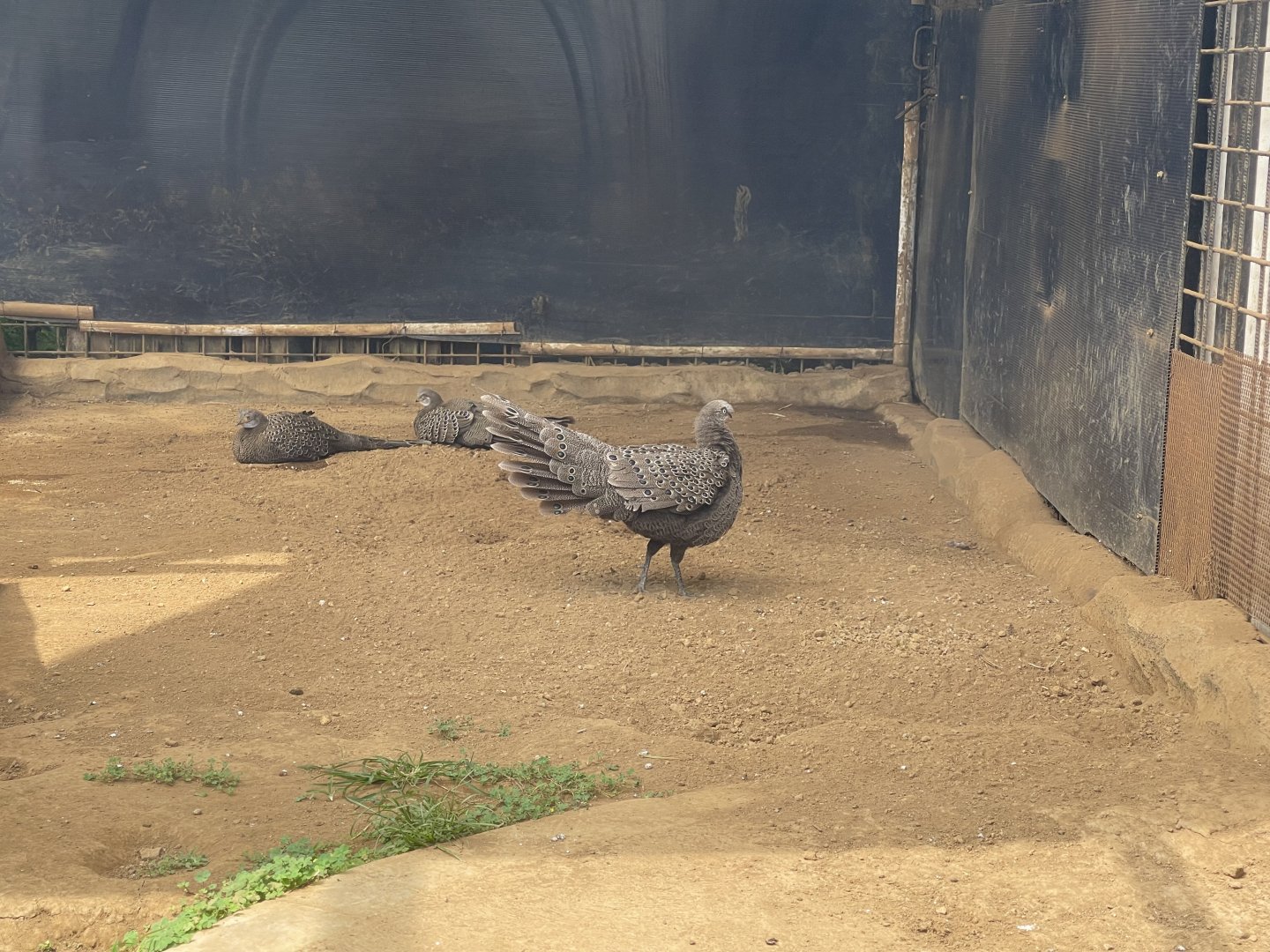 grey peacock-pheasant (polyplectron bicalcaratum)