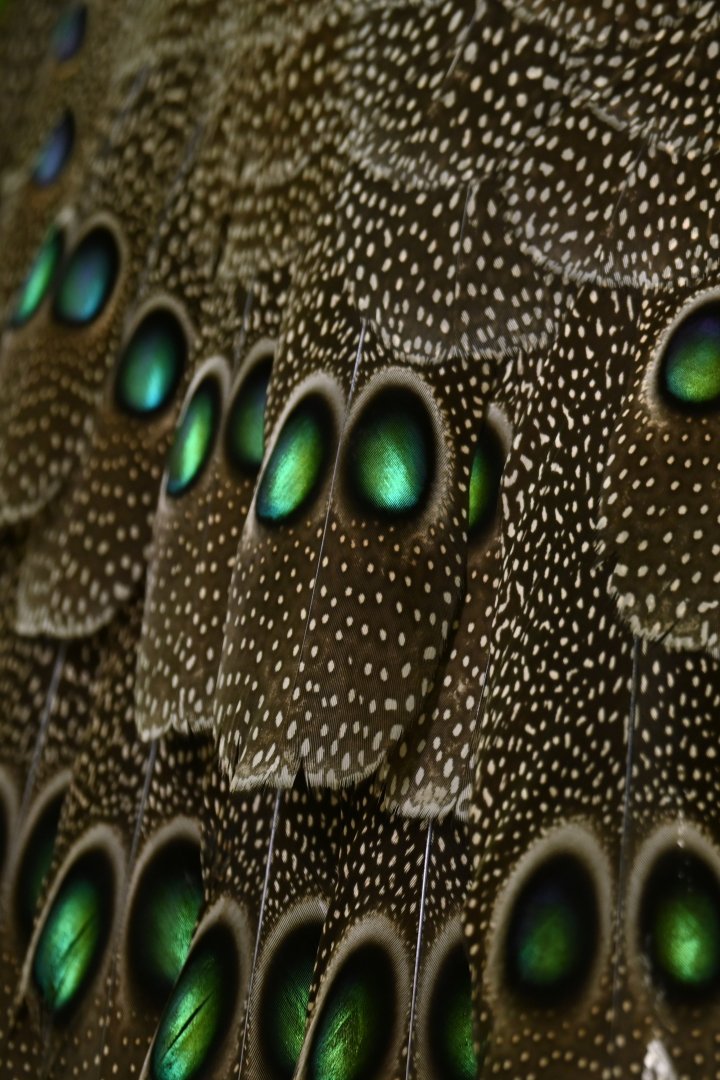 Grey peacock-pheasant Polyplectron bicalcaratum