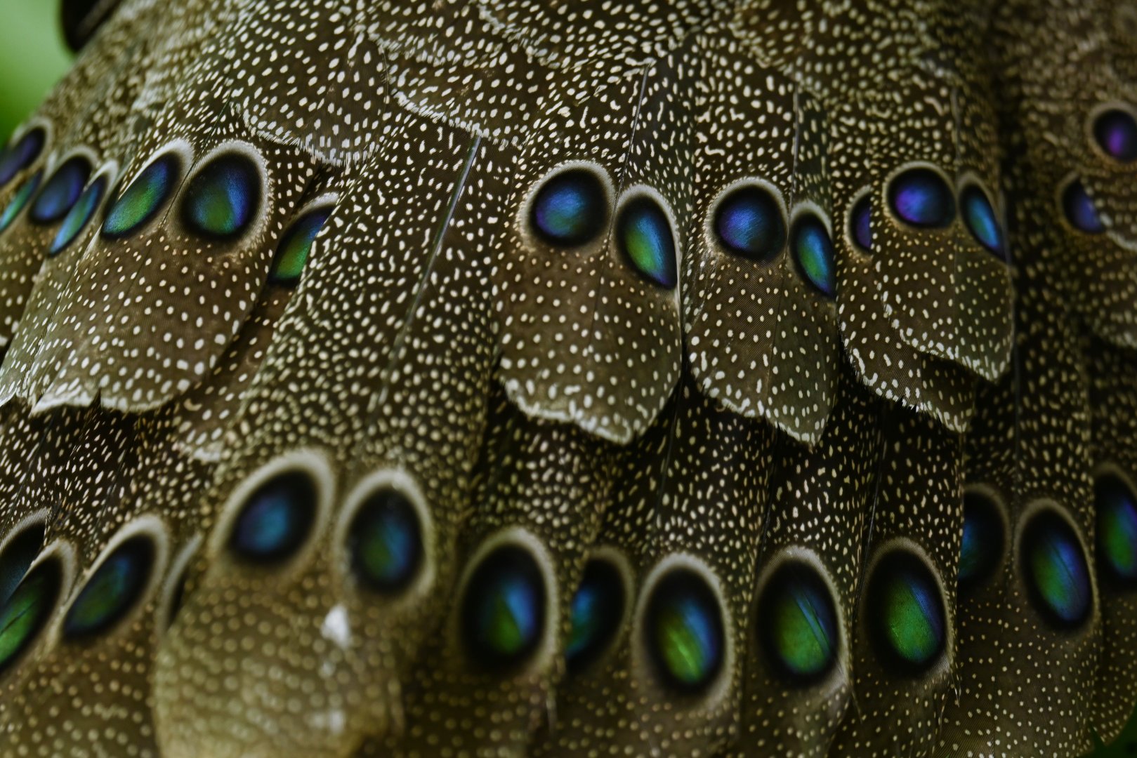 Grey peacock-pheasant Polyplectron bicalcaratum