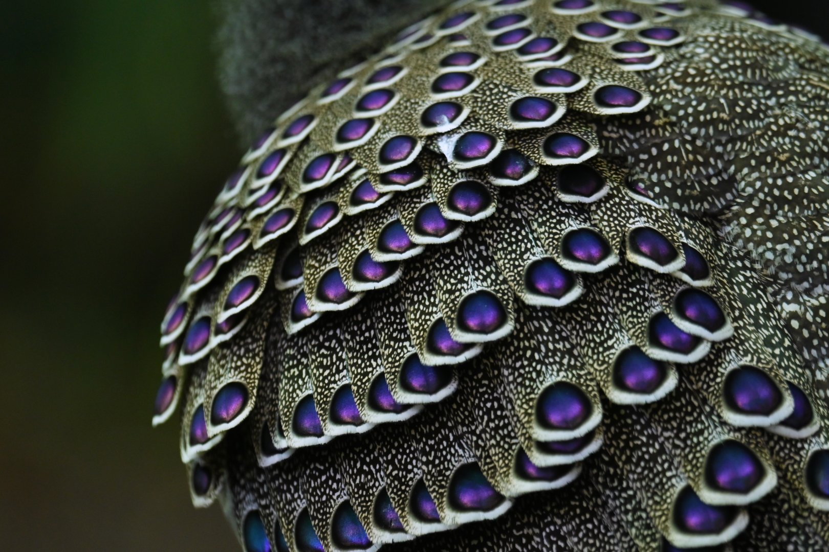 Grey peacock-pheasant Polyplectron bicalcaratum