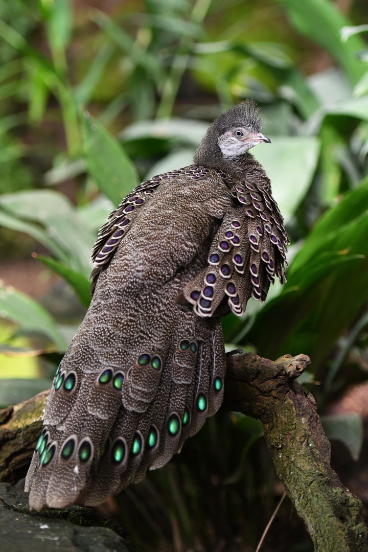 Grey peacock-pheasant Polyplectron bicalcaratum