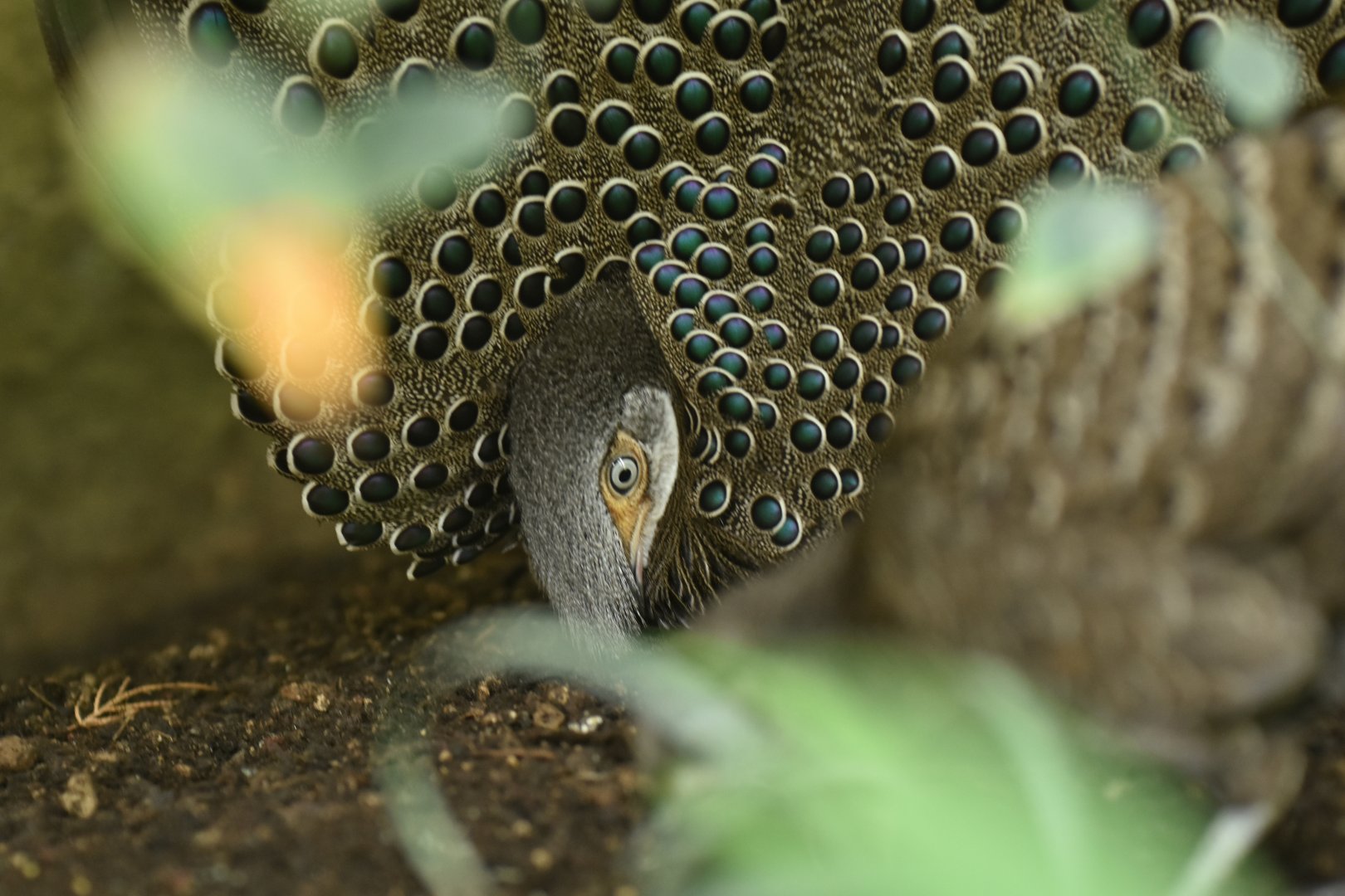 Grey peacock-pheasant Polyplectron bicalcaratum
