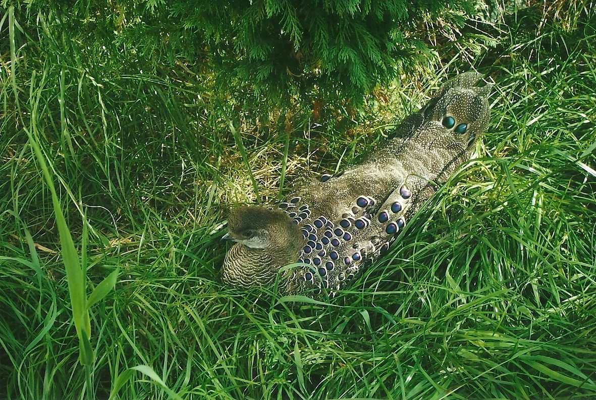Grey Peacock Pheasant, Summer 2013