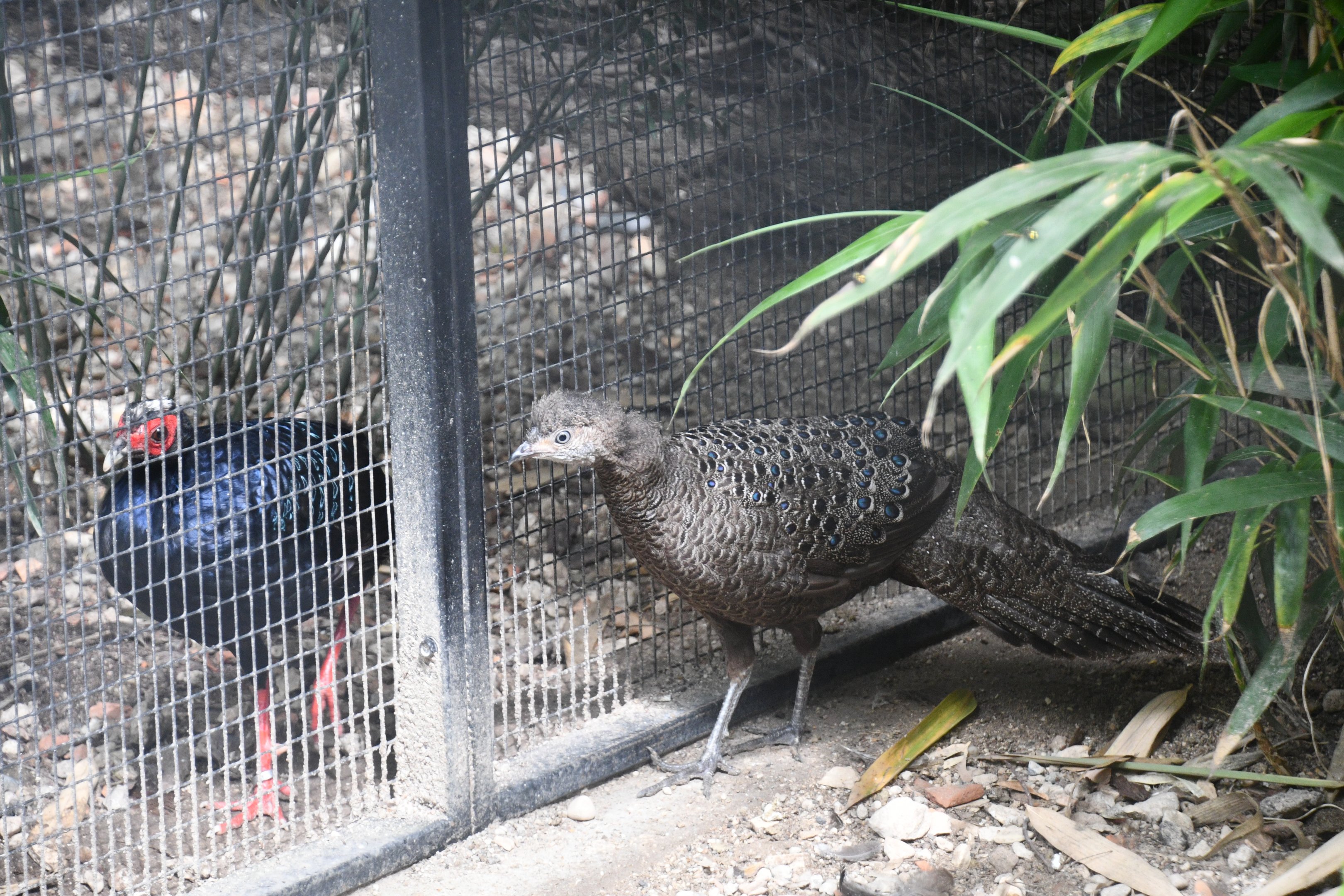 Grey Peacock Pheasant (with Vietnamese Pheasant neighbor)